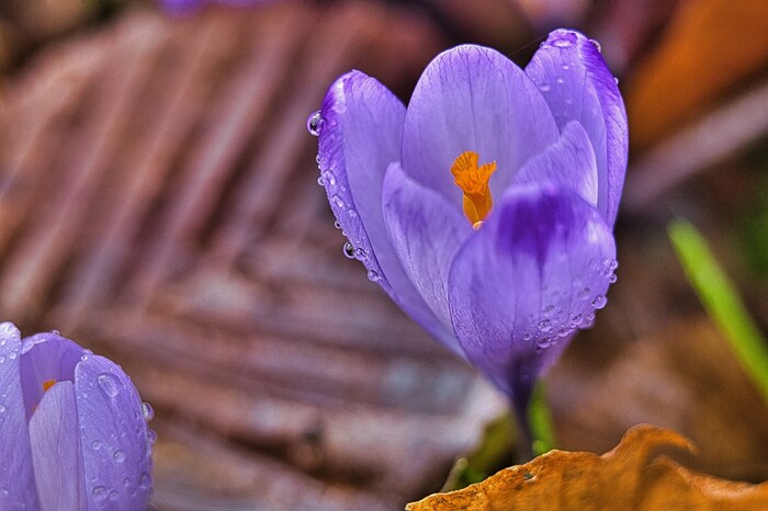 Es ist so weit: Die Farbenfrohen Krokusblüten erwachen.