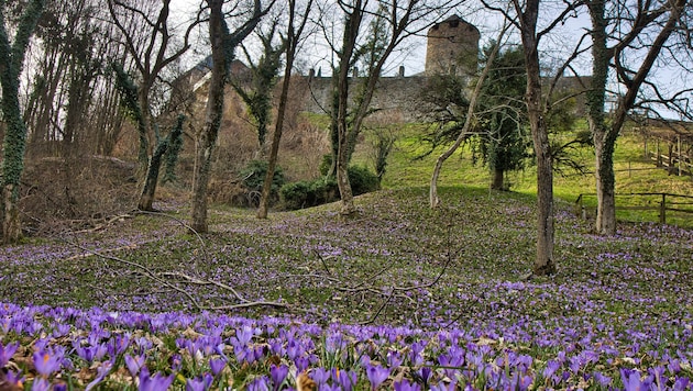 Styria is beginning to blossom again and it attracts hikers out into nature. A hike to Deutschlandsberg Castle. (Bild: Weges)