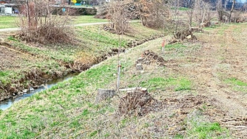 148 Bäume wurden im Naherholungsgebiet am Zickenbach in Güssing gerodet. (Bild: Christian Schulter)