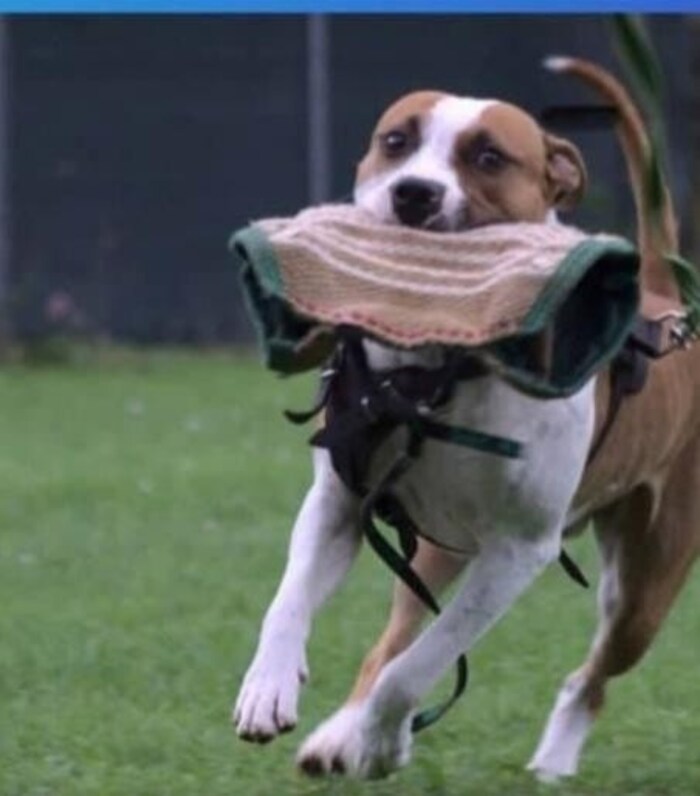 „Elmo“ wurde eingeschläfert