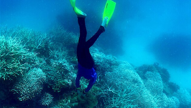 Un buceador en la Gran Barrera de Coral blanqueada (Bild: AFP)
