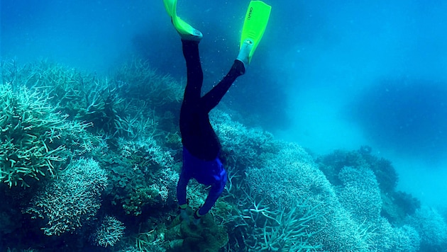 Un buceador en la Gran Barrera de Coral blanqueada (Bild: AFP)