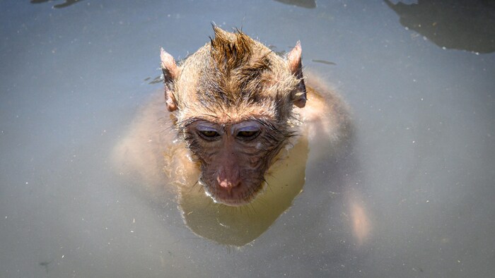 A en juger par l'expression de son visage, un macaque sur une île thaïlandaise a besoin de se ...