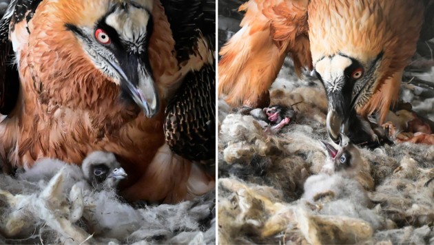 After 2023, there will be offspring in the bearded vulture enclosure again this year. (Bild: Alpenzoo/ Fritz Schmidt )