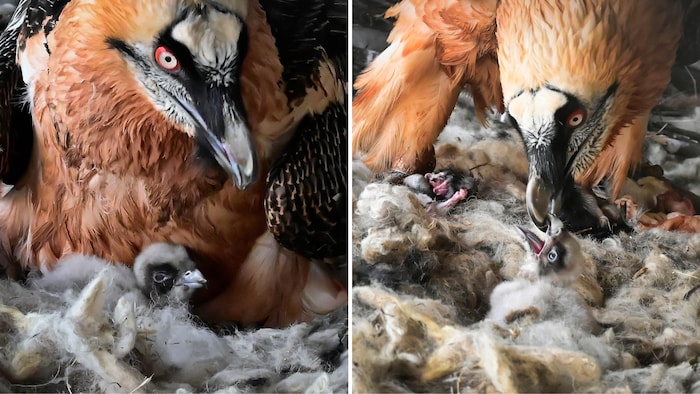 After 2023, there will be offspring in the bearded vulture enclosure again this year.