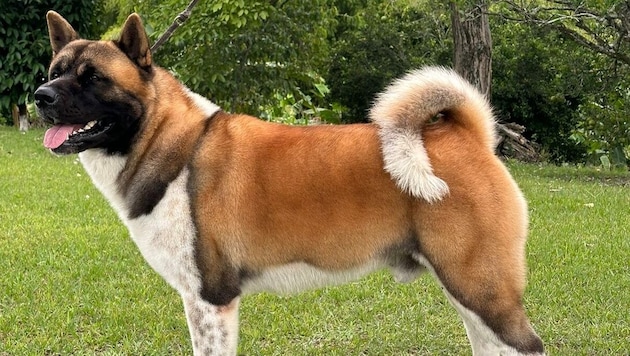An American Akita (symbolic image) attacked its owner. (Bild: Edwin Campos / CC BY-SA 4.0 (https://creativecommons.org/licenses/by-sa/4.0/deed.de))
