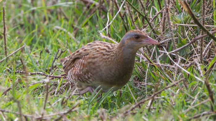 Wachtelkönig