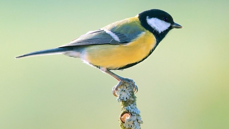 Kohlmeise: Sie wurde bei der österreichischen „Stunde der Wintervögel“ 2024 am häufigsten gesichtet. (Bild: CC BY-SA 2.0Parus_major_Luc_Viatour.)