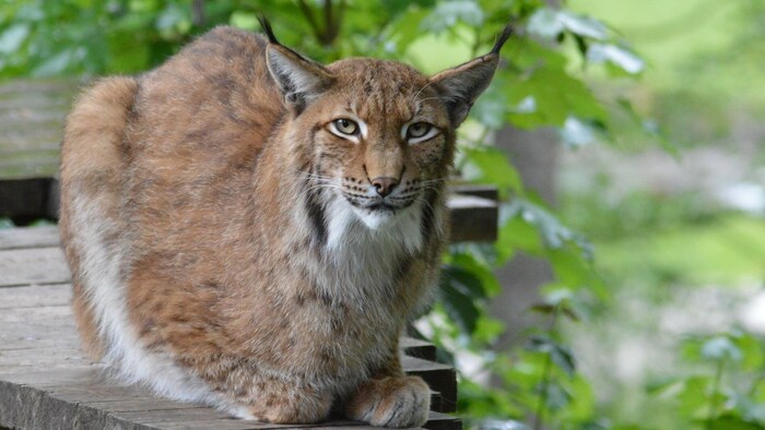 Luchs: Illegale Verfolgung und zerstückelte Lebensräume machen diesem Raubtier das Leben ...