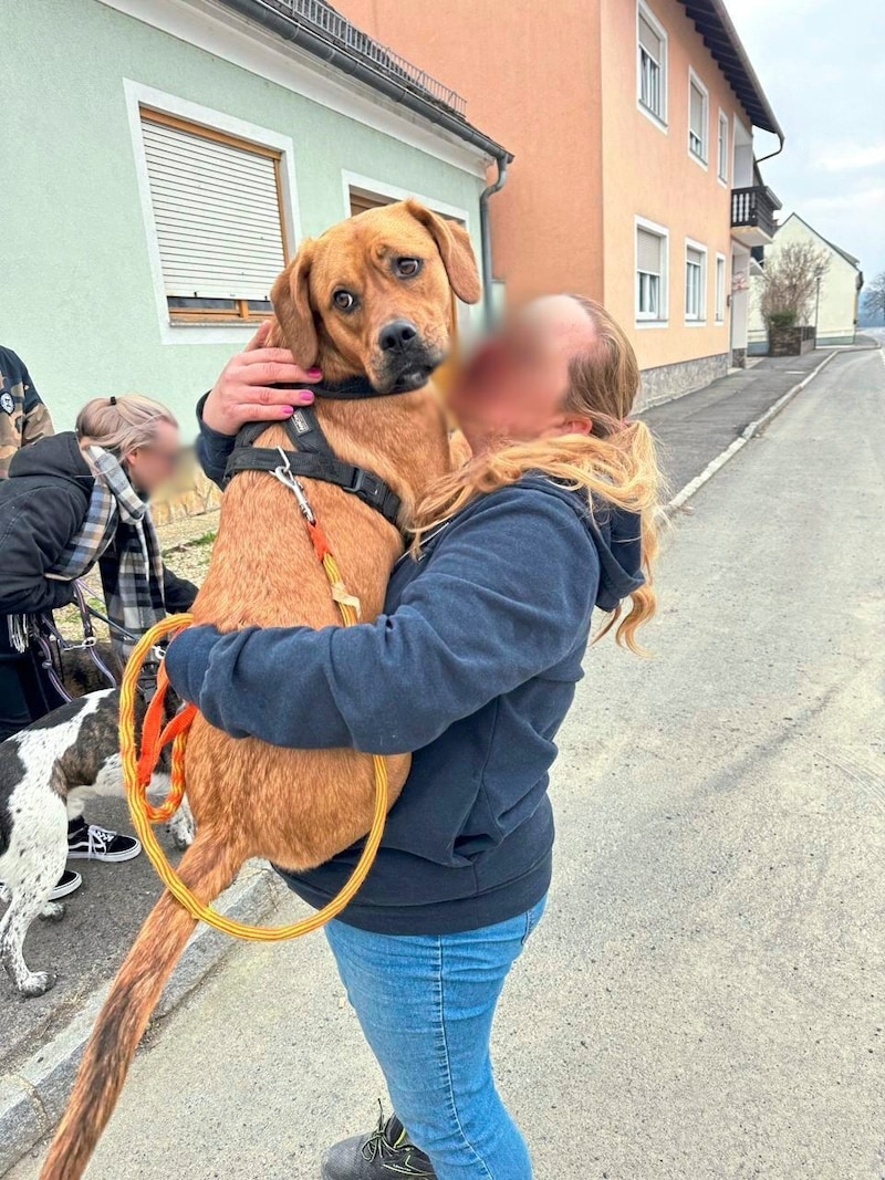 Die verbliebenen Tiere spenden der Familie nun Trost. (Bild: Christian Schulter, Krone KREATIV)