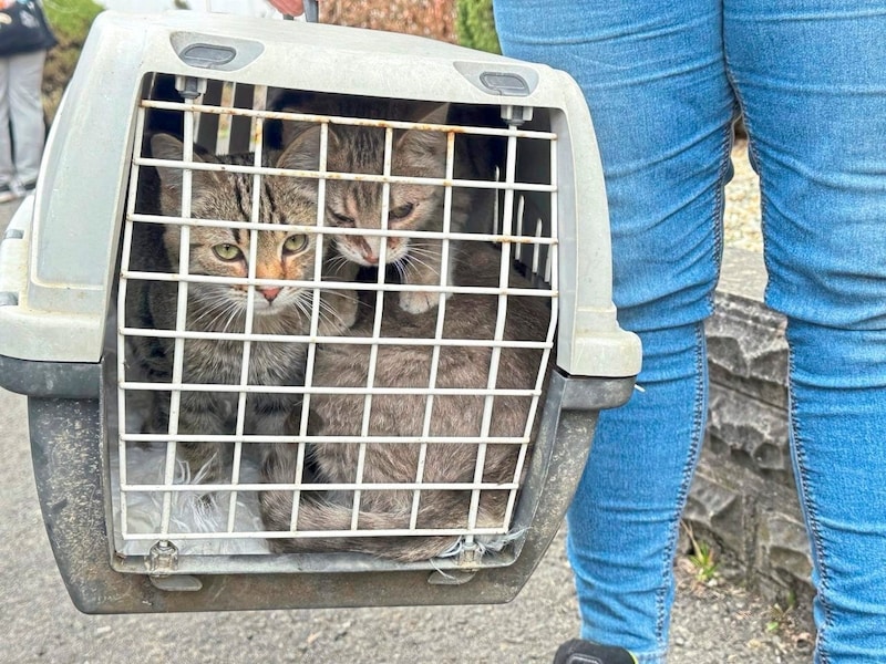 Auch drei Katzen konnte das Feuer nichts anhaben. (Bild: Christian Schulter)