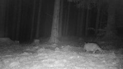 Diese Woche wurde auf der Soboth eine Wildkatze gesichtet.  (Bild: Steirische Landesjägerschaft)