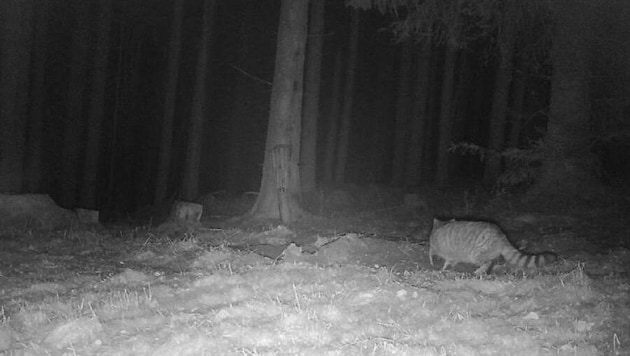 This week, a wild cat was spotted on the Soboth. (Bild: Steirische Landesjägerschaft)