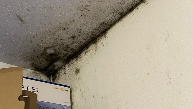 The mold in the apartment of a family of several cannot be removed - the responsible housing association Gswb is giving perseverance slogans (Bild: zVg)