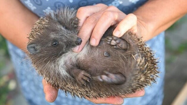 Hedgehogs need our help. (Bild: Claudia Liegl-Raunigg)