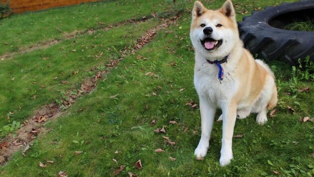 An American Akita like the one pictured here attacked its owner. (Bild: zVg)