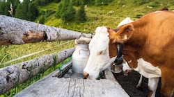 Heumilch-Kühe gehören jetzt zum Weltkulturerbe (Bild: SalzburgMilch)