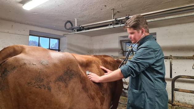Livestock veterinarians in particular are in demand in Tyrol, hence the "Ruminants in the Alpine region" module. (Bild: Peter Leitgeb, Krone KREATIV)