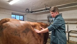 Vor allem Nutztierärzte sind in Tirol gefragt, daher das Modul „Der Wiederkäuer im Alpenraum“. (Bild: Peter Leitgeb, Krone KREATIV)