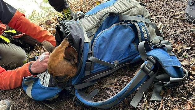 El rescatador metió al amigo de cuatro patas en la mochila. (Bild: APA/BERGRETTUNG HOHE WAND)