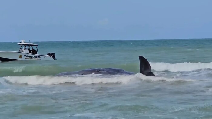 In einem Video der Polizei ist zu sehen, wie der Wal seine Flosse im seichten Wasser immer ...