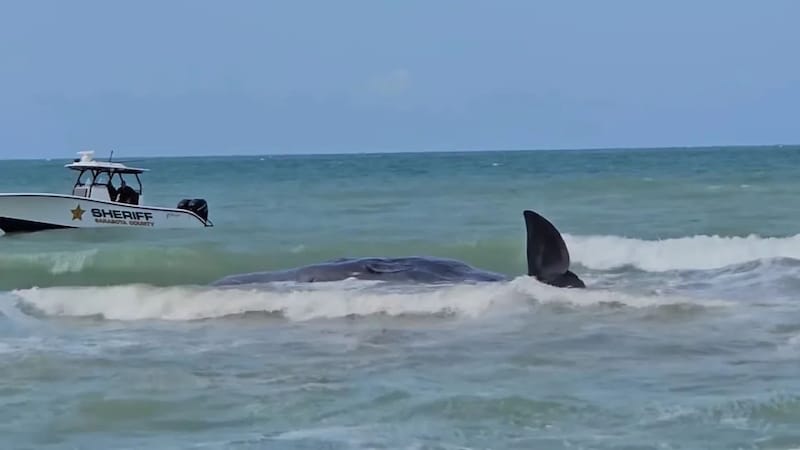 Un vídeo de la policía muestra a la ballena levantando repetidamente la aleta en aguas poco profundas. (Bild: Venice Police Department)