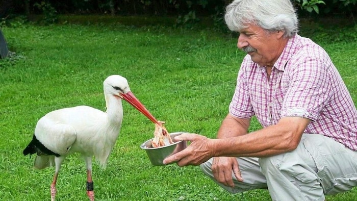 Der steirische „Storchenvater“ Helmut Rosenthaler hat bereits alle Hände voll zu tun ...