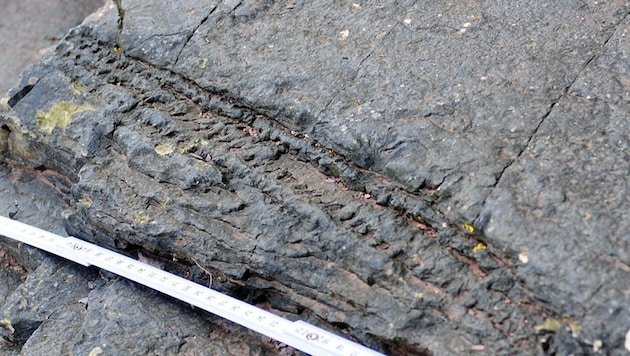Im Südwesten von Englands haben Forscher den bis dato ältesten bekannten versteinerten Wald (im Bild ein fossiler Stamm) der Erde gefunden. (Bild: University of Cambridge)