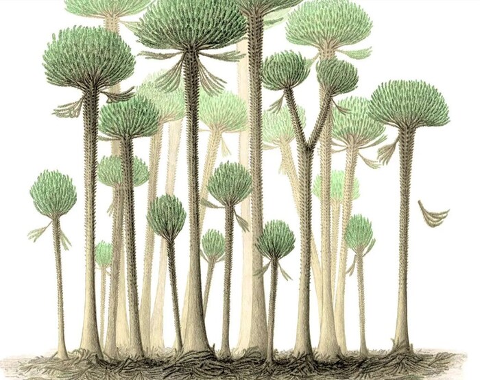 Künstlerische Illustration: So soll ein Calamophyton-Wald ausgesehen haben.
