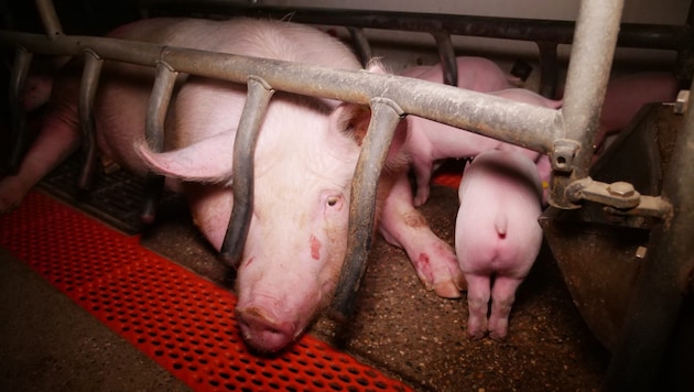 Les conditions dans l'élevage de porcs du district de Weiz, en Styrie, sont catastrophiques. (Bild: VGT)