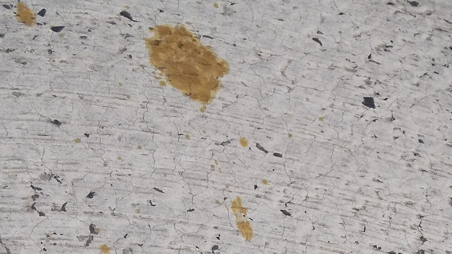 The cat's prints (Bild: AFP)