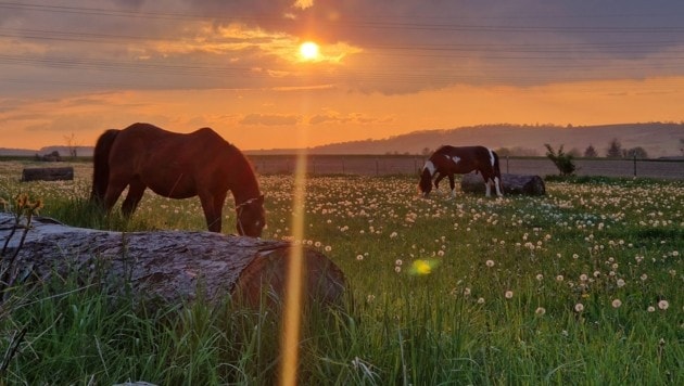 Eine Oase der Ruhe und Zuversicht. (Bild: Reittreff Tullnerfeld)