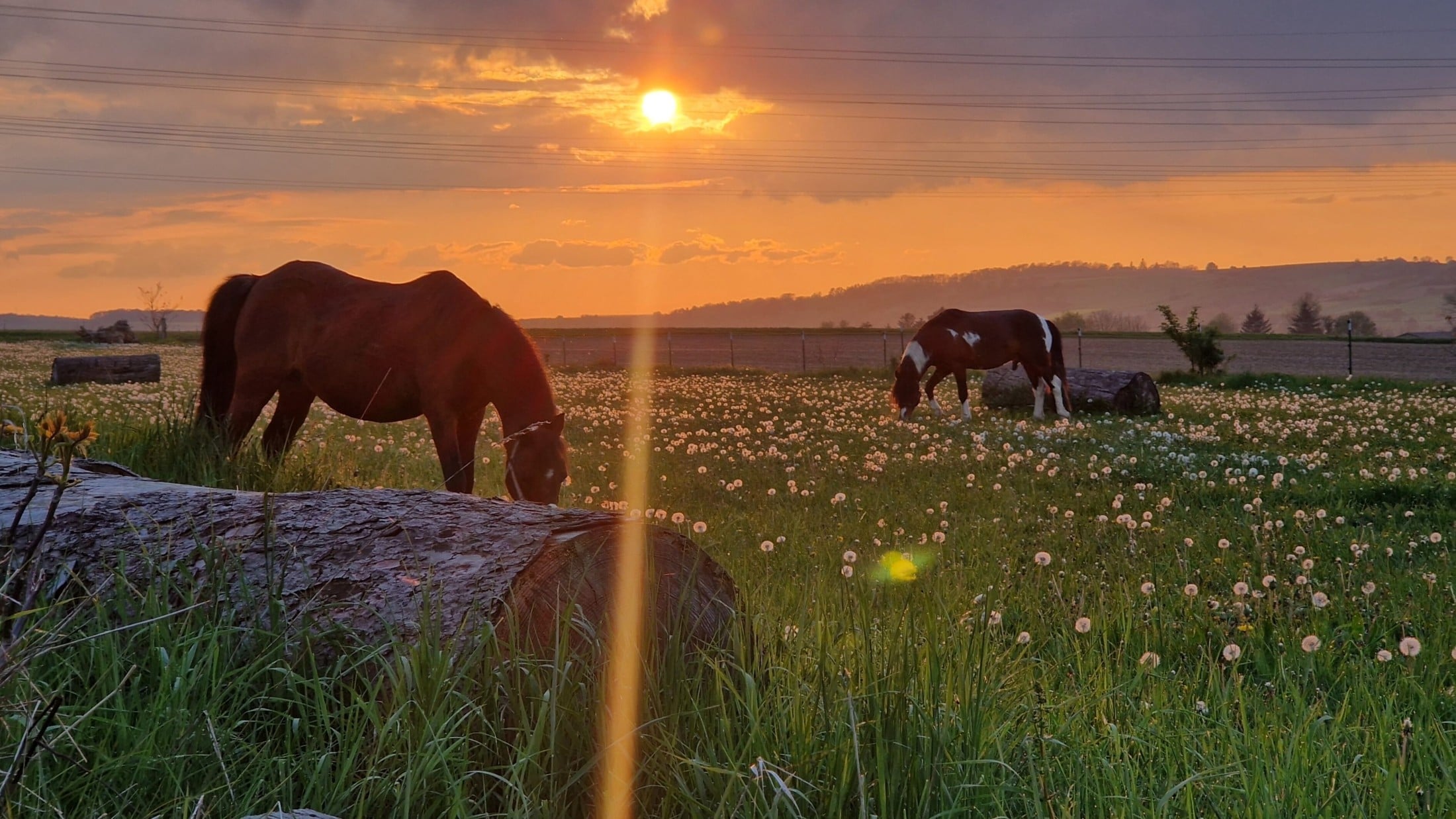 An oasis of calm and confidence. (Bild: Reittreff Tullnerfeld)