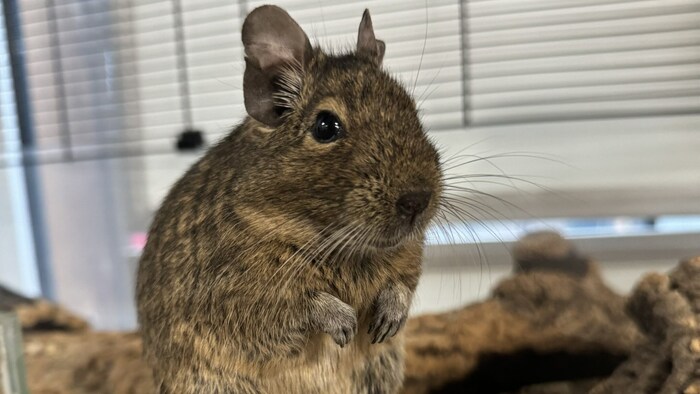 Degu-Freunde gesucht!