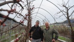 Vater Martin und Sohn Markus Mair aus Rietz in Tirol schützen ihre Marillen mit einem Folientunnel. (Bild: Birbaumer Christof)