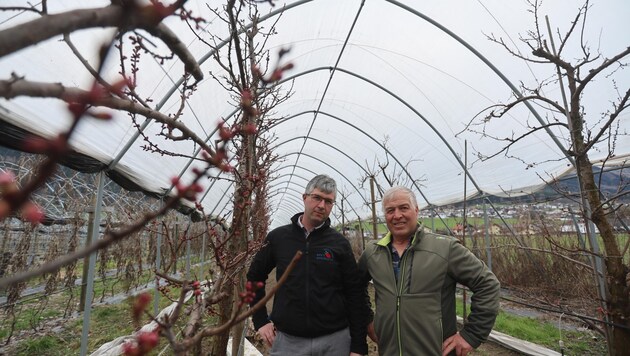 Vater Martin und Sohn Markus Mair aus Rietz in Tirol schützen ihre Marillen mit einem Folientunnel. (Bild: Birbaumer Christof)