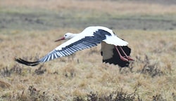 Im Landeanflug: Die Spannweite ausgewachsener Vögel beträgt stolze zwei Meter. (Bild: Huber Patrick)