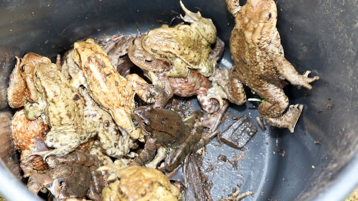 Die Tiere werden in Kübeln gesammelt und sicher auf die andere Seite der Straße gebracht.