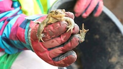Die Amphibien brauchen unsere Unterstützung, um nicht auf Straßen überfahren zu werden. (Bild: Uta Rojsek-Wiedergut)