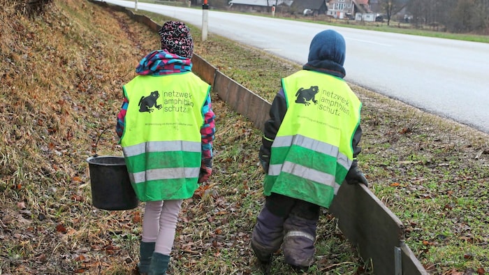 Holzzäune leiten die Tiere, bis sie in Kübel fallen und dann über die Fahrbahn getragen werden.