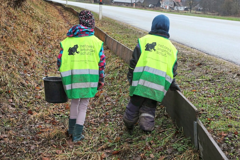 Holzzäune leiten die Tiere, bis sie in Kübel fallen und dann über die Fahrbahn getragen werden. (Bild: Uta Rojsek-Wiedergut)