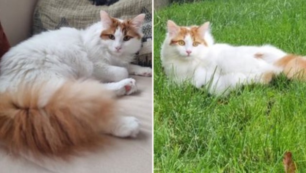 Velvet paw has disappeared! (Bild: TSV Tirol)