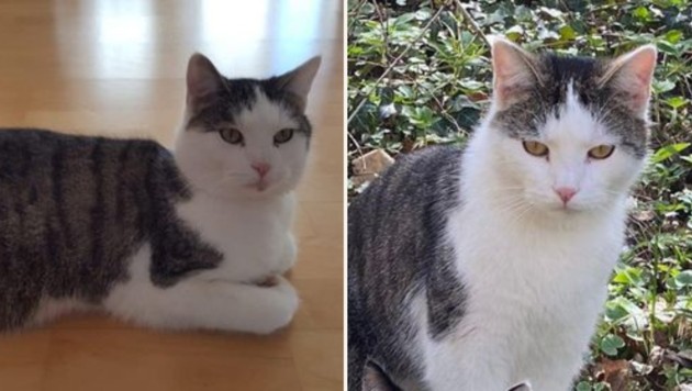 Escaped in Neu-Götzens. (Bild: TSV Tirol)