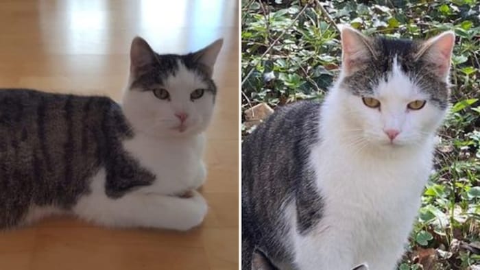 Escaped in Neu-Götzens.