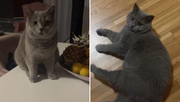 Where did you get lost? (Bild: TSV Tirol)