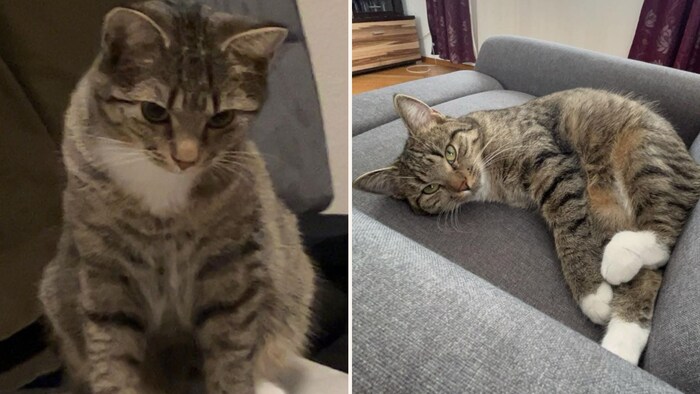 Who has seen the cat?