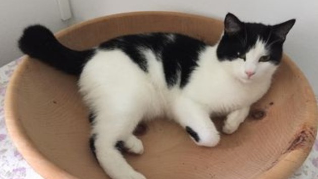 Come home little darling! (Bild: TSV Tirol)