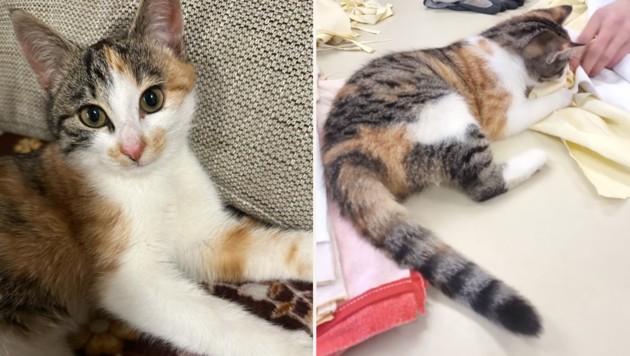Baby cat is missing! (Bild: TSV Tirol)