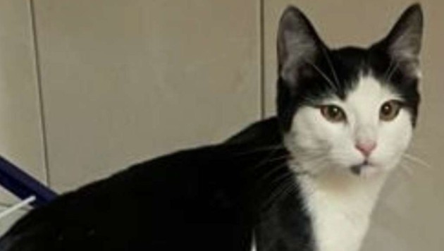 Who found this little guy? (Bild: TSV Tirol)