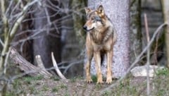 Der Wolf stellt eine Gefahr für Nutztiere dar – und über Umwege auch für den Menschen. (Bild: Johann Groder)